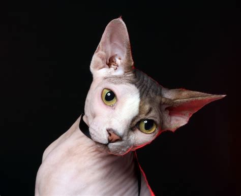 Free Photo Adorable Cat Without Hair