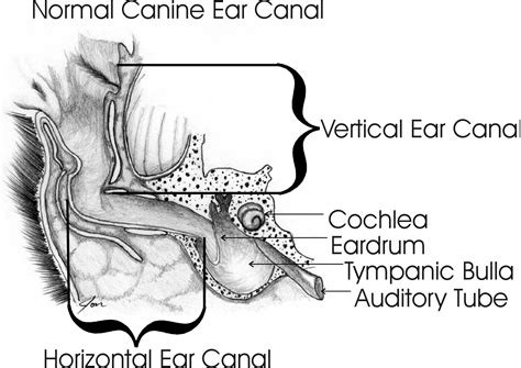 Animal Ear Health Care Guide Dog Ear Anatomy Safarivet