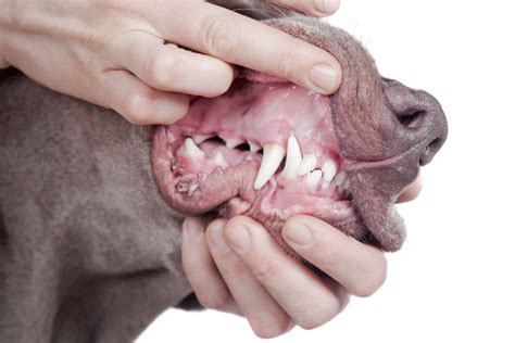 Important Facts To Know On How Much Teeth Does A Dog Have