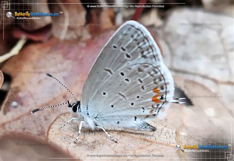 Eastern Tailed Blue Butterfly