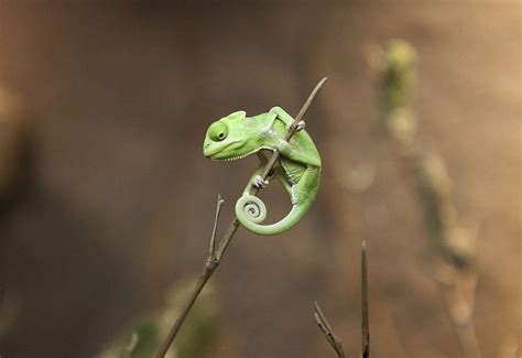 Cute Baby Chameleon