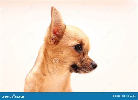 Testa Di Cane Della Chihuahua Nel Profilo Fotografia Stock Immagine Di Neutro Cane