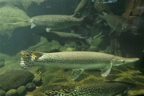 Ikan hias tercantik di dunia terdiri dari berbagai jenis. Koleksi Ikan di Akuarium Air Tawar TMII - Ikan Hias Air Tawar