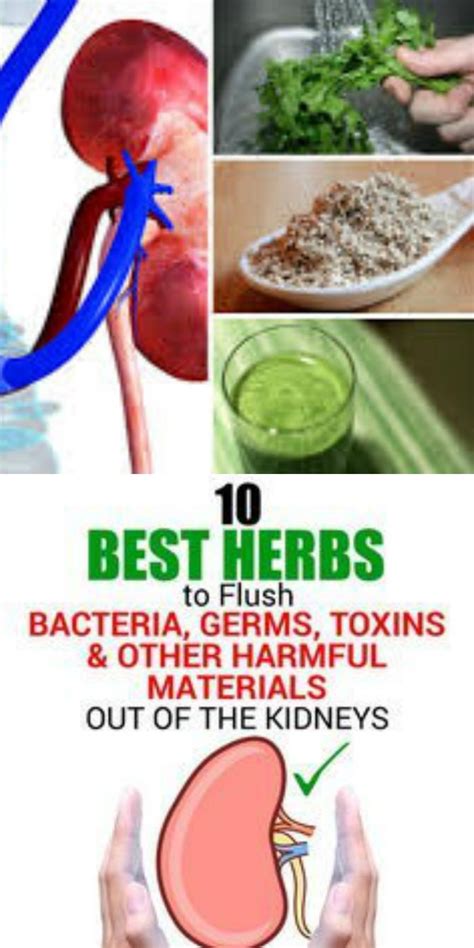 Top 10 Super Herbs To Cleanse Your Kidneys Healthy Living Health