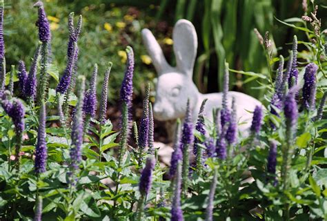 Purple Veronica Stone Bunny Statue 38530522 Shade Garden Plants Cactus