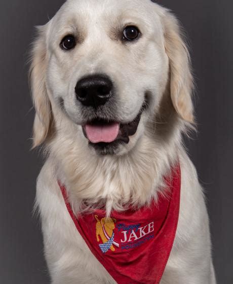 Our Service Dogs Puppy Jake Foundation