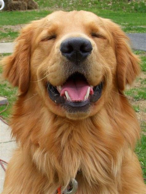 Happy Golden Retriever Retriever Golden Retriever Happy Dogs