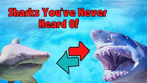 7 Rare Shark Species That You Didnt Know About Youtube