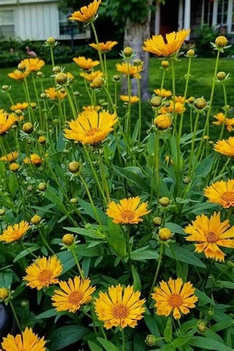 Coreopsis Jethro Tull Jethro Tull Is A Cross Of Coreopsis Auriculata