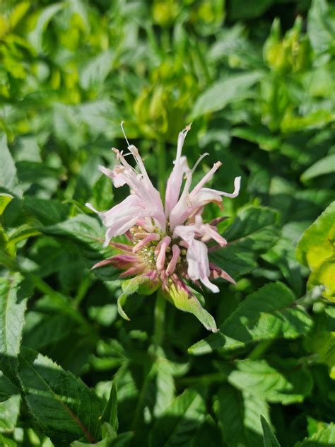 Monarda Melua Apppleblossom Proctors Nursery