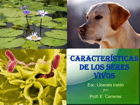 Características Y Clasificación De Los Seres Vivos Ppt Planeta