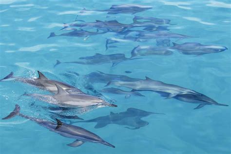Celebrate National Dolphin Day Aboard The Dolphin Star Dolphin Star