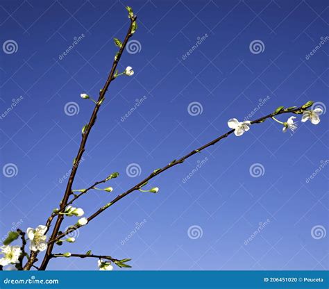 Beautiful Almond Tree Flowers Against Blue Sky Prunus Stock Photo