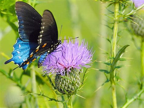 Swallowtail Blue Purple Swallowtail Blue And Black Flower Beauty