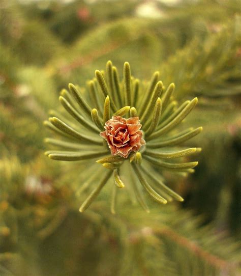 The Flowers Of A Pine