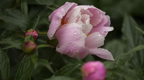 Chinese Peony In Full Bloom In Beijing Parks Cgtn