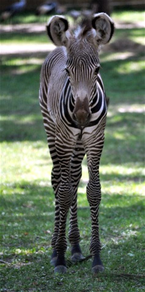 Its A Boy Baby Grevys Zebra Born At Great Plains Zoo Zooborns