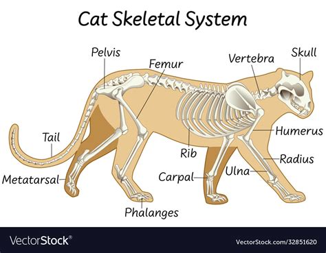 Science Cat Skeletal System Royalty Free Vector Image
