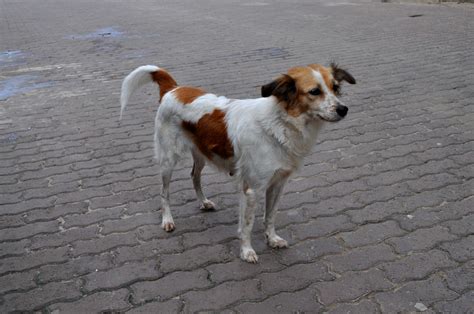 Du findest bei uns beliebte, schöne, süße und lustige hundenamen für rüden und hündinnen. Kostenlose Bild: süß, Straße, Hund, posiert, Gehweg