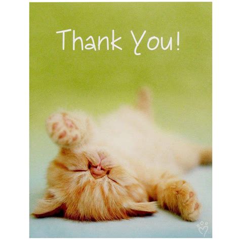 Rachaelhale Glamour Cats Thank You Notes 8pk
