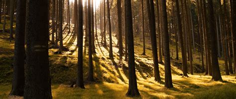 Download Wallpaper 2560x1080 Trees Forest Grass Sunlight Shadows