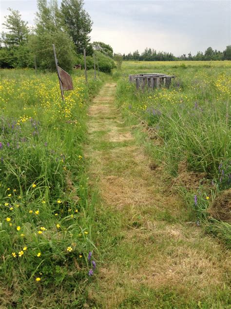 Path Through Tall Grass Scenic Routes Scenic Country Roads