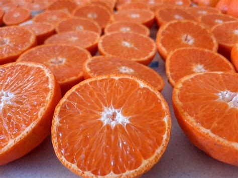 Uruguay Opens International Licensing Call For New Citrus Varieties