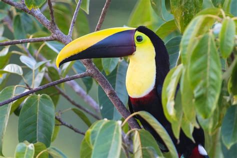 26 Beautiful Black Birds With Yellow Beaks