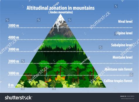 Vector Altitudinal Zonation Mountains Stock Vector 182610833 Shutterstock