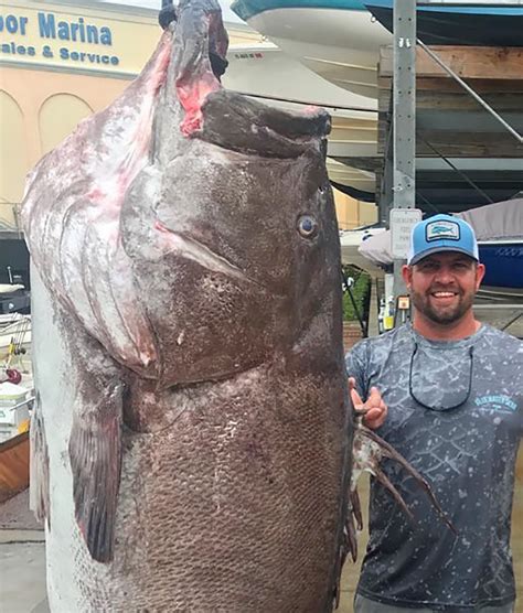 A 350 Pound Warsaw Grouper Was Reeled In Off The Florida Coast