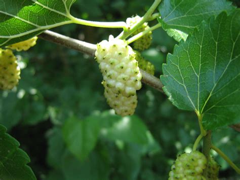 White Mulberry Tree - 90mm pots 