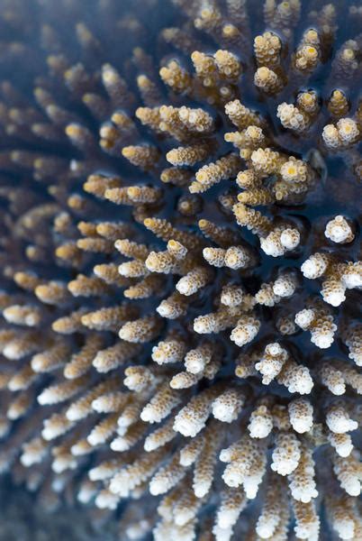 Acropora Coral Fingers 3739 Stockarch Free Stock Photos