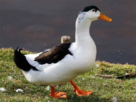 In Pics From Pekin To Magpie A Look At Different Types Of Ducks