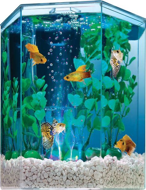 Best Betta Fish Tanks 2020 Get Aquarium Fish
