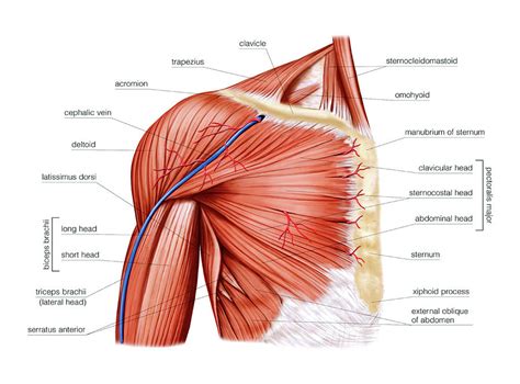 Shoulder Muscles Photograph By Asklepios Medical Atlas