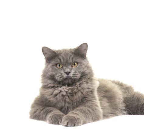 British Longhair Cat Breed Information Purina