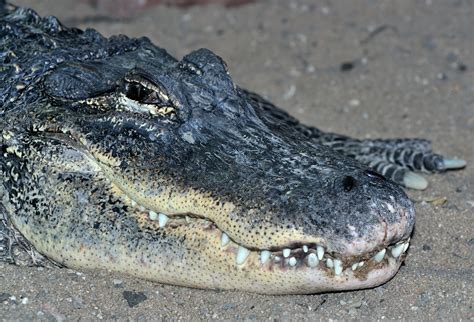 Filealligator Mississippiensis Qtl1 Wikimedia Commons