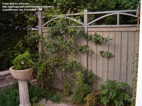 Fruits And Nuts Pruning Espalier Plum Tree 1 By Andycdn