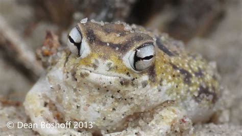 Worlds Cutest Frog All New Footage Youtube