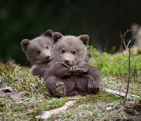Pin On Bears