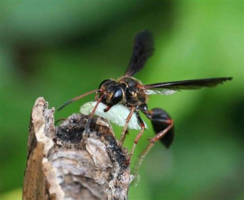 The Grass Carrying Wasp A Solitary Wasp That Builds Nests In Unusual