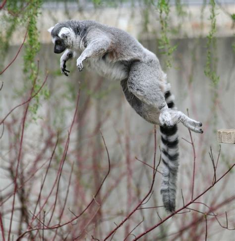 Leaping Lemur A Photo On Flickriver