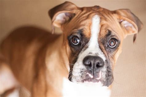 How To Prevent Bloat In Boxer Dogs Boxer Dog Diaries