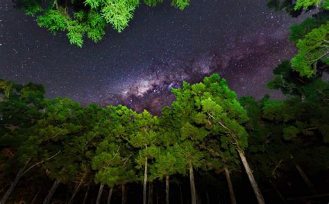 Download Green Tree Forest Milky Way Starry Sky Nature Sky Hd Wallpaper