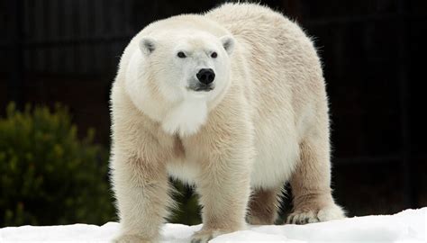 Polar Bear San Diego Zoo Kids