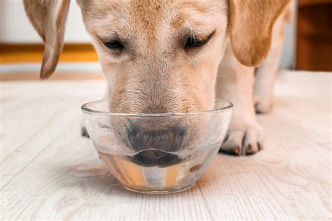 Like humans, dogs also show a better digestion rate with a regular exercise routine. How Long Does It Take for a Dog to Digest Food? | Ollie Blog