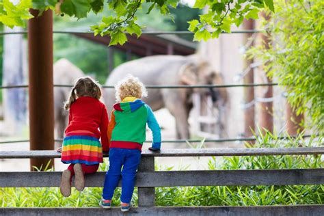 Why You Must Take Your Children To See A Zoo Nurturey Blog