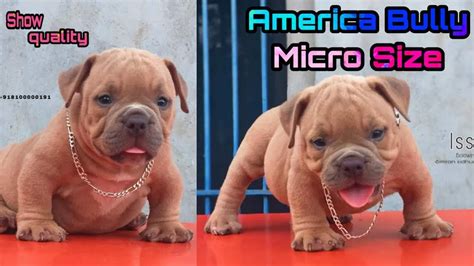 American bully puppy for sale, about american bully, extreme dog's. American bully Micro size // dogy shogy // - YouTube