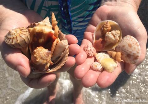 Beach Treasures Finds On Shelling Trip Beach Treasures Finds On