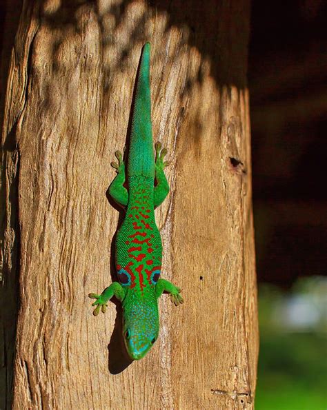 Madagascar Has A Great Diversity Of Geckoes In All Shapes And Colors